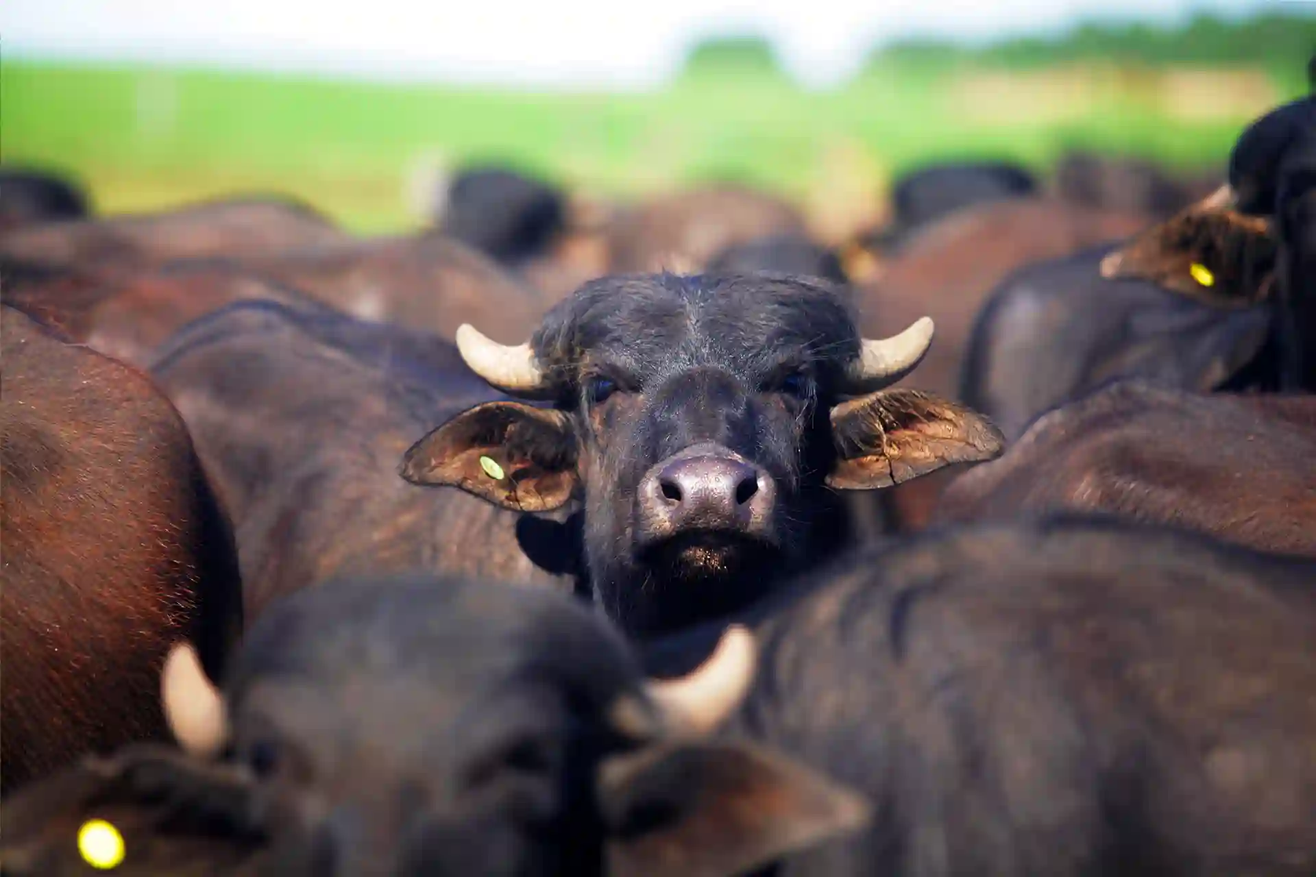 Búfalo no Campo