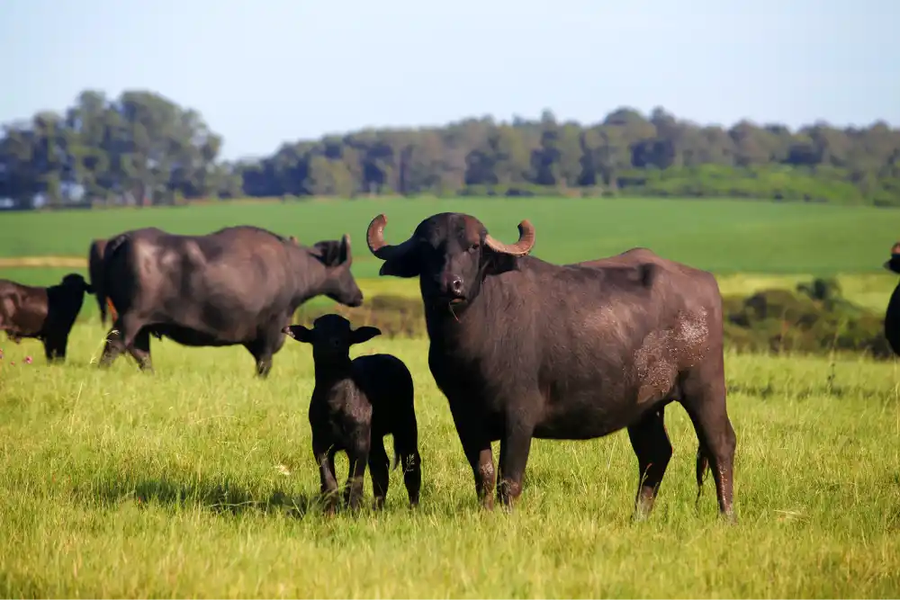 carne de búfalo criação